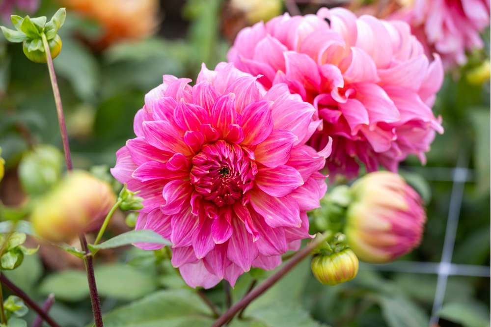Dahlia 'Islander'